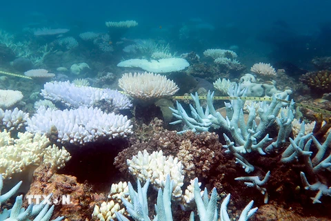 Rạn san hô Great Barrier ở đảo Orpheus, Australia. (Ảnh: AFP/TTXVN)