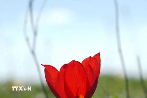 Mùa hoa uất kim hương kỳ ảo trên thảo nguyên Kalmykia của nước Nga 