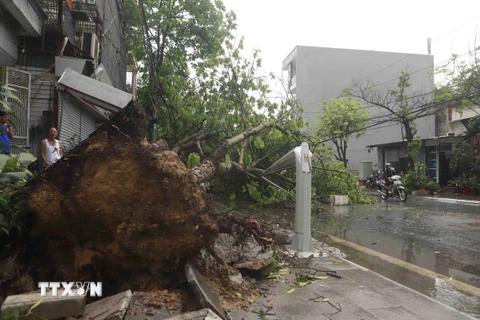 Cây đổ trước cửa nhà dân trên đường Nguyễn Công Trứ, thành phố Vĩnh Yên sau trận mưa lớn trưa 24/4. (Ảnh: Hoàng Hùng/TTXVN)