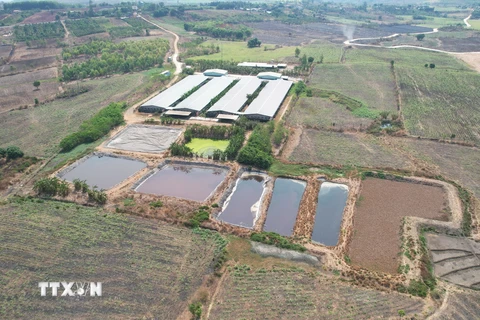 Trang trại chăn nuôi lợn ở xã H'bông, huyện Chư Sê, tỉnh Gia Lai nằm cách khu dân cư chưa đến 1km, các hồ chứa nước thải thô sơ, không che đậy. (Ảnh: Nguyễn Hoài Nam/TTXVN)