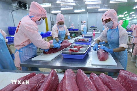 Chế biến sản phẩm cá ngừ đại dương đạt tiêu chuẩn của Liên minh châu Âu sang thị trường Mỹ và EU. (Ảnh: Vũ Sinh/TTXVN)
