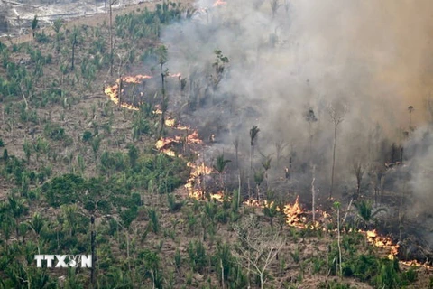 Khói bốc lên từ đám cháy rừng tại Labrea, bang Amazonas, Brazil. (Ảnh: Getty Images/TTXVN)