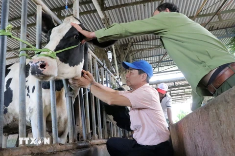 Bác sỹ, chuyên gia đầu ngành thú y Hoàng Xuân Nghinh từ Hà Nội vào hỗ trợ điều trị đàn bò sữa Lâm Đồng. (Ảnh: Chu Quốc Hùng/TTXVN)