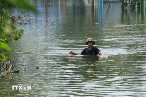 Những hộ dân gần đê cũng bị ngập sâu, người dân phải lội nước vào nhà để chăm sóc gia súc, gia cầm do không đưa được ra ngoài (ảnh chụp sáng 15/9). (Ảnh: Tuấn Anh/TTXVN)