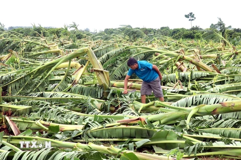 Nhiều diện tích chuối của người dân xã Tân Hưng, thành phố Hưng Yên bị gãy đổ do ảnh hưởng bão số 3. (Ảnh: Đinh Văn Nhiều/TTXVN)