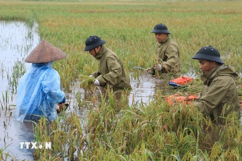 Cán bộ, chiến sĩ CSCĐ giúp dân thu hoạch diện tích lúa bị ngập nước do ảnh hưởng của cơn bão số 3 tại xã Mỹ Lương, huyện Chương Mỹ. (Ảnh: TTXVN)