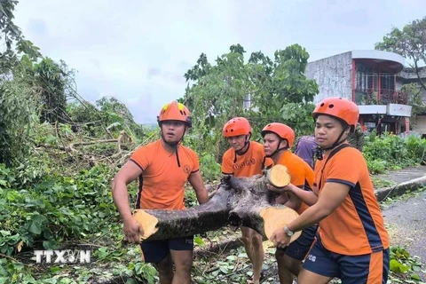 Cây cối gãy đổ do bão Trami tại tỉnh Albay, Philippines. (Ảnh: THX/TTXVN)