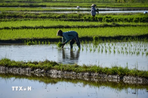 Nông dân làm việc trên cánh đồng lúa ở Japakeh, gần Banda Aceh, Indonesia. (Ảnh: AFP/TTXVN)