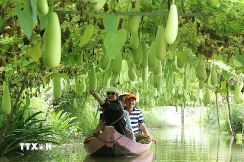 Du khách đi thuyền tham quan vùng trồng bầu của Khu du lịch Trần Bá Chuốt, huyện Lai Vung. Mô hình làm du lịch nông nghiệp này giúp nông dân Đồng Tháp cải thiện thu nhập, vừa phát triển kinh tế nông nghiệp. (Ảnh: Nguyễn Văn Trí/TTXVN)