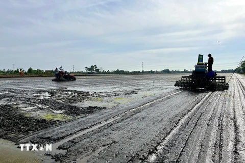 Mô hình thí điểm Đề án “Phát triển bền vững 1 triệu ha chuyên canh lúa chất lượng cao, phát thải thấp gắn với tăng trưởng xanh vùng Đồng bằng sông Cửu Long đến năm 2030.” (Ảnh: Đức Hạnh/TTXVN)