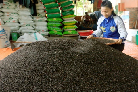 Giá hạt tiêu tại tỉnh Đồng Nai tăng 30.000 đồng mỗi kg