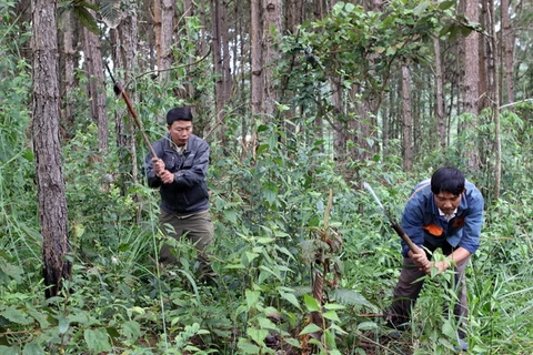 (Ảnh minh họa: Quang Quyết/TTXVN)