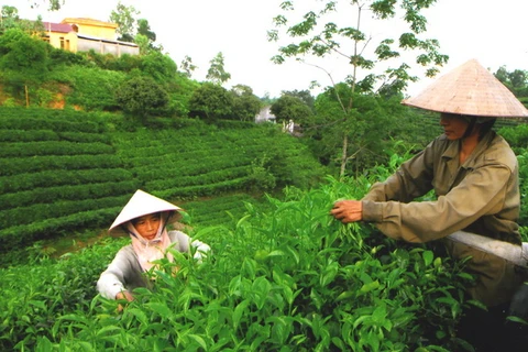 Thu hoạch chè búp tươi tại huyện Đồng Hỷ, tỉnh Thái Nguyên. (Ảnh: Hồng Kỳ/TTXVN)