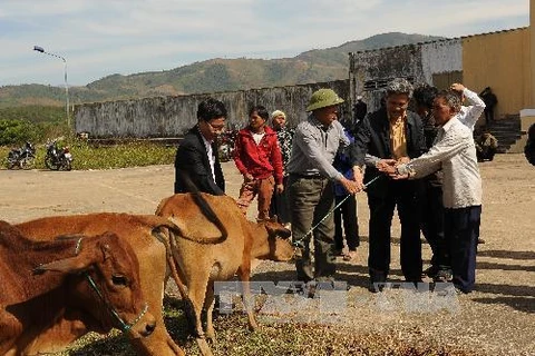 Ban Chỉ đạo Tây Nguyên và Quỹ Thiện Tâm trao bò giống sinh sản cho nông dân nghèo huyện Đăk Tô. (Ảnh: Cao Nguyên - TTXVN)