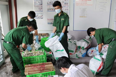 Đoàn công tác tiến hành lấy mẫu và chuẩn bị thiêu hủy số gà, vịt không rõ nguồn gốc tại huyện Bình Chánh, ngày 19/2. (Ảnh: An Hiếu/TTXVN)