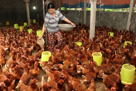 Hộ gia đình được vay vốn đầu tư chăn nuôi gà. (Ảnh: Trần Việt/TTXVN)
