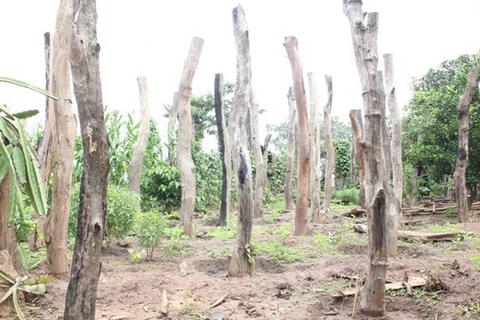 Đắk Lắk "nóng" tình trạng phá rừng để lấy gỗ làm trụ tiêu