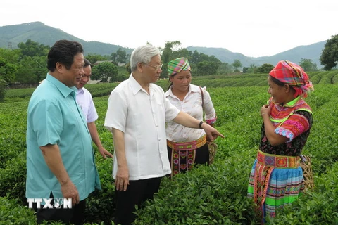 Tuyên Quang tập trung phát triển nông, lâm nghiệp chất lượng cao