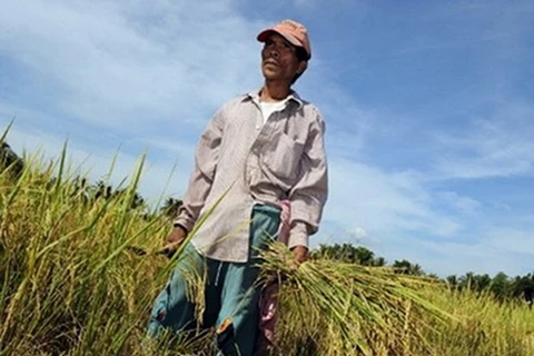 Sản lượng thóc gạo trong quý 3 của Philippines ước giảm 10%