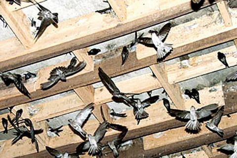 Tây Ninh cho phép nuôi chim yến trong khu sinh thái Mộc Bài