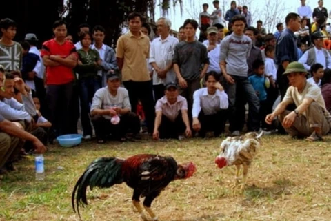 Thành phố Hồ Chí Minh triệt phá một trường gà quy mô lớn