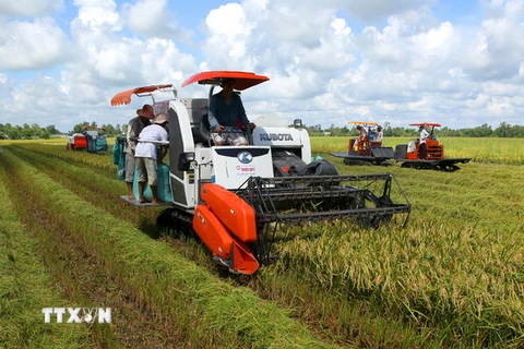 ĐBSCL: Sản lượng lúa Đông Xuân và Hè Thu đạt trên 20 triệu tấn