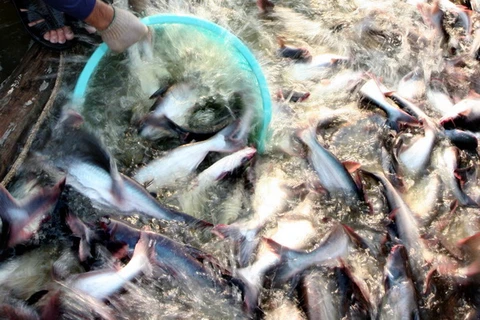 Đồng bằng sông Cửu Long thu hẹp dần diện tích nuôi cá tra