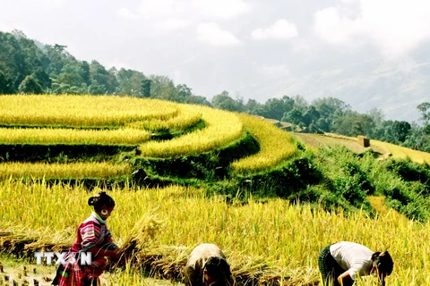 Miền Bắc giảm mưa, nhiệt độ tăng nhẹ trong những ngày tới