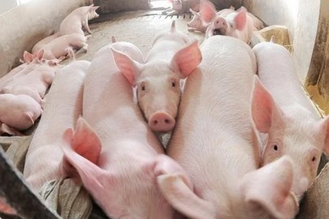 Phần Lan sẽ xuất khẩu thịt lợn sang thị trường Trung Quốc
