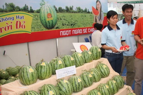 Dưa hấu trái mùa tại tỉnh Hậu Giang bán được giá cao