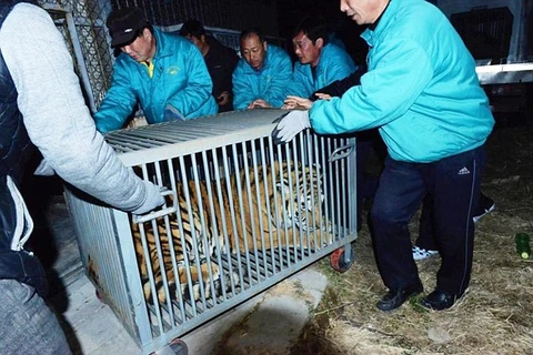 Ba quan chức Trung Quốc bị bắt vì nuôi 11 con hổ Siberia