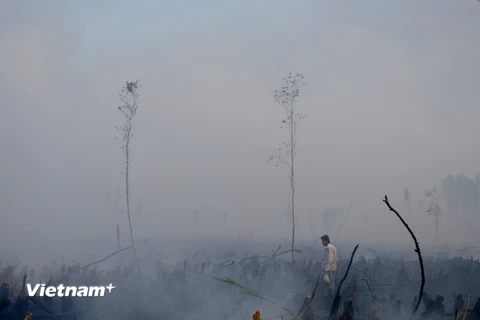 Bắt 2 đối tượng liên quan đến vụ cháy 12ha rừng tràm ở Cà Mau