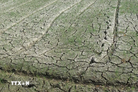 Đồng ruộng tại nhiều địa phương trong tỉnh Nghệ An đang khô hạn, thiếu nước. (Ảnh: Nguyễn Văn Nhật/TTXVN)