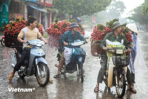 Nông dân "vựa vải" dầm mưa, đôn đáo tìm nơi tiêu thụ sản phẩm. (Ảnh: Minh Sơn/Vietnam+) 