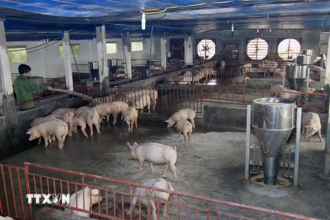 Trang trại chăn nuôi lợn thịt. (Ảnh: Vũ Sinh/TTXVN)