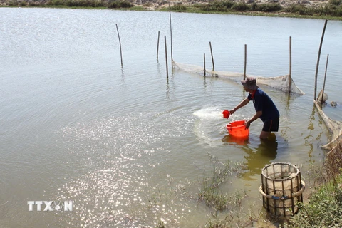 Tôm phát triển tốt khi sử dụng chế phẩm sinh học tại ao nuôi tôm của một gia đình xã Hương Phong ở huyện Hương Trà. (Ảnh: Anh Tuấn/TTXVN)