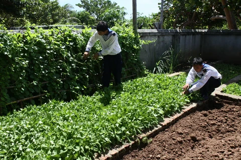 Các chiến sỹ chăm sóc vườn rau ở đảo Trường Sa Lớn. (Ảnh: Hồ Cầu/TTXVN)