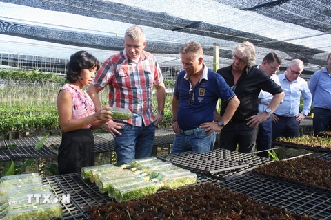 Đoàn công tác thành phố Emmen (Hà Lan) thăm các nhà vườn trồng hoa. (Ảnh Huỳnh Phúc Hậu/TTXVN)