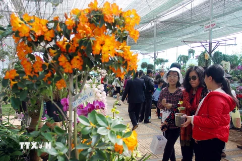 Khách thăm quan triển lãm Hoa Đà Lạt và Sinh vật cảnh, tổ chức ở Đà Lạt năm 2013. (Ảnh: Thanh Tùng/TTXVN)