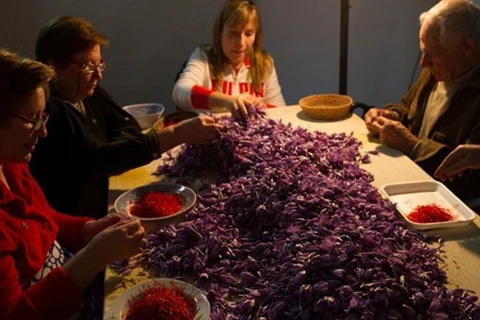 Để có 1kg saffron, người ta cần đến 150.000 bông nghệ tây. (Nguồn: CNN)