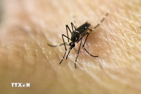 Muỗi Aedes Aegypti, vật trung gian lây truyền virus Zika, trong phòng thí nghiệm tại một trung tâm nghiên cứu y học ở Cali, Colombia ngày 25/1 vừa qua. (Ảnh: AFP/TTXVN)