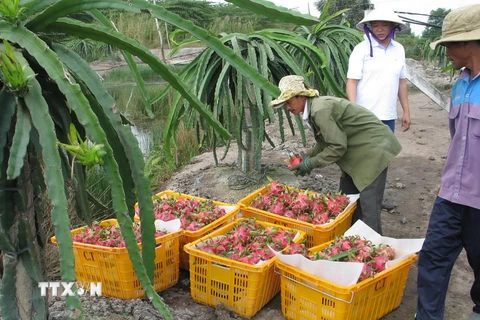 Thu hoạch thanh long tại trang trại của Công ty Cát Tường ở xã Thạnh Tân, huyện Tân Phước. (Ảnh: Minh Trí/TTXVN)