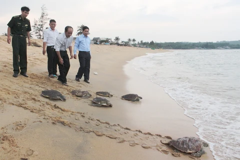 Thả 6 cá thể rùa biển về tự nhiên. (Ảnh: Phước Ngọc/TTXVN )