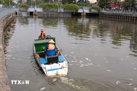 Các đội dịch vụ công ích của quận và thành phố tiến hành vớt cá chết để đảm bảo vệ sinh môi trường cho tuyến kênh Nhiêu Lộc-Thị Nghè. (Ảnh: Thanh Vũ/TTXVN)
