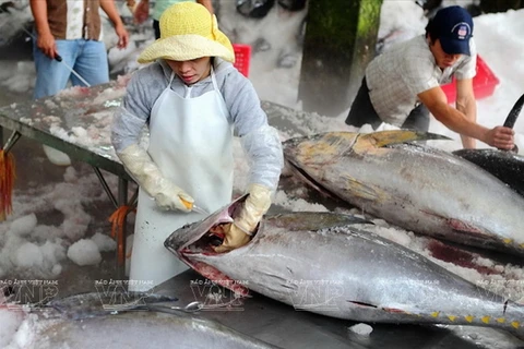 Sơ chế cá ngừ đại dương ở Phú Yên. (Ảnh: Tư liệu Báo ảnh Việt Nam)