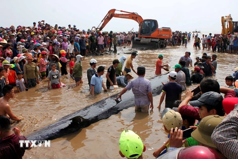 Các lực lượng chức năng cùng người dân nỗ lực giải cứu cá voi mắc cạn tại bờ biển xã Diễn Thịnh. (Ảnh: Tá Chuyên/TTXVN)