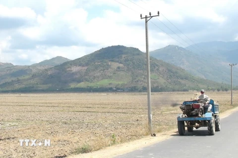 Cánh đồng ở xã Diên Điền, huyện Diên Khánh, tỉnh Khánh Hòa đã làm đất nhưng không gieo cấy được do không có nước. (Ảnh: Nguyên Lý/TTXVN)