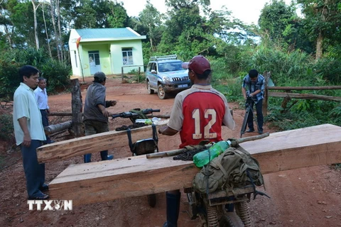 Xe chở gỗ lậu ngang nhiên qua Trạm quản lý bảo vệ rừng của Công ty TNHH Một thành viên Lâm nghiệp Đăk Glei ngày 20/6 vừa qua. (Ảnh: Cao Nguyên/TTXVN)