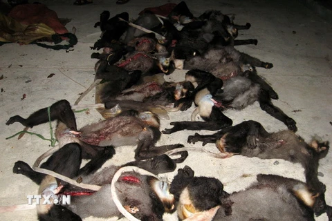 Voọc chà vá chân đen - tang vật thu được từ vụ án săn bắn thú rừng quý hiếm tại Vườn quốc gia Núi Chúa, tỉnh Ninh Thuận. (Ảnh minh họa: Công Thử/TTXVN)