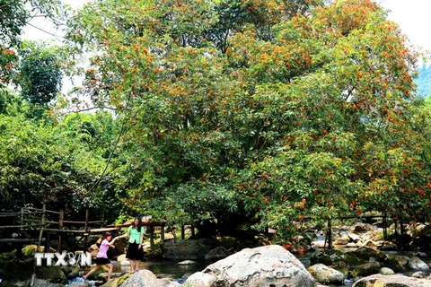 Du khách đến suối nước Moọc trong Di sản Thiên nhiên Thế giới Phong Nha-Kẻ Bàng, tỉnh Quảng Bình để chiêm ngưỡng vẻ hoang sơ của núi rừng, của hoa vàng anh. (Ảnh: Mạnh Thành/TTXVN)